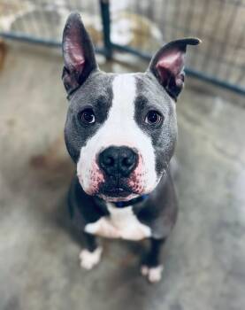 Rescue American Staffordshire Terrier Dogs for Adoption in Ashland, Kentucky - Atticus | PetCurious