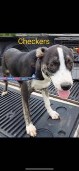 Checkers -  Mixed Breed Dog Available for Adoption in Livingston, Texas - Checkers | PetCurious
