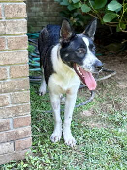 Rescue Border Collie and German Shepherd Dog Dogs for Adoption in Texarkana, Texas - Delanie | PetCurious