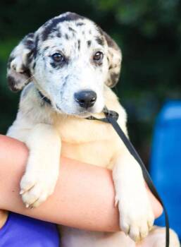 Jessie -  Mixed Breed Dog for Adoption in Groveland, Massachusetts - Jessie | PetCurious