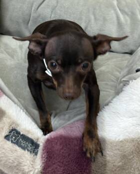 Ic-15 Emy -  Chihuahua Dog for Adoption in Lawrenceville, Georgia - Ic-15 Emy | PetCurious