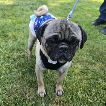 Rescue Pug Dogs for Adoption in Winlock, Washington - Frank | PetCurious