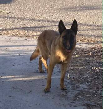 Flower Patch Daisy - Located in TX -  Belgian Shepherd Malinois Dog Available for Adoption in Imlay City, Michigan - Flower Patch Daisy - Located In TX | PetCurious