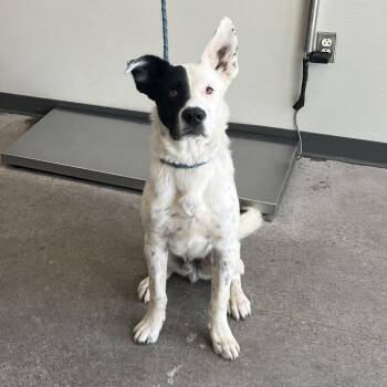 108263 -  Mixed Breed Dog for Adoption in Las Cruces, New Mexico - 108263 | PetCurious