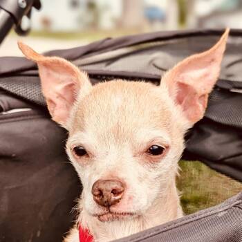 Chance -  Chihuahua Dog for Adoption in Lakewood Ranch, Florida - Chance | PetCurious