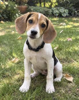 Copper -  Beagle Dog for Adoption in Puyallup, Washington - Copper | PetCurious