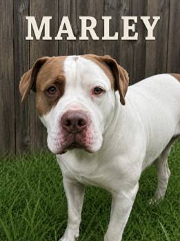 Bulldog and Mastiff Dogs Available for Adoption in Lucas, Texas - Marley | PetCurious
