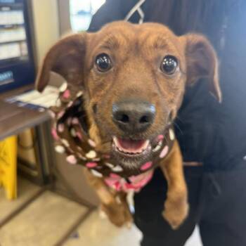 Mixed Breed Dogs Available for Adoption in New York, New York - Moira | PetCurious