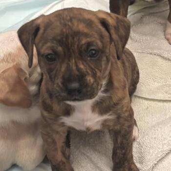 Tiger Lilly -  American Bulldog Dog for Adoption in Brentwood, Tennessee - Tiger Lilly | PetCurious