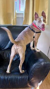 Chancho -  Mixed Breed and Pit Bull Terrier Dog for Adoption in Austin, Texas - Chancho | PetCurious