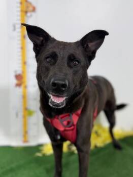 Luis-One of our Amazing Rescue Dogs -  German Shepherd Dog and Flat Coated Retriever Dog for Adoption in Carlsbad, California - Luis-One Of Our Amazing Rescue Dogs | PetCurious