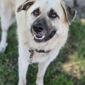 Billy Bob so il -  Anatolian Shepherd and Great Pyrenees Dog for Adoption in Shiloh, Illinois - Billy Bob So Il | PetCurious