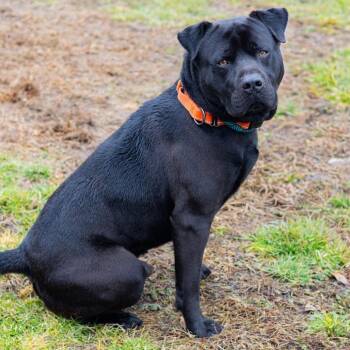 Mixed Breed and Pit Bull Terrier Dogs Available for Adoption in Wilmington, Delaware - Toby | PetCurious