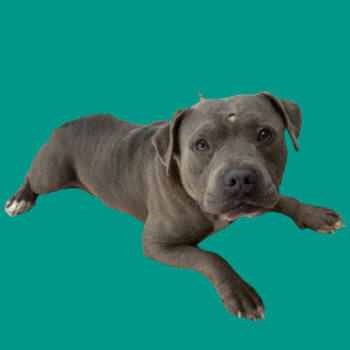 Rescue Pit Bull Terrier Dogs for Adoption in Tuscaloosa, Alabama - TUSC-Stray-82740 | PetCurious