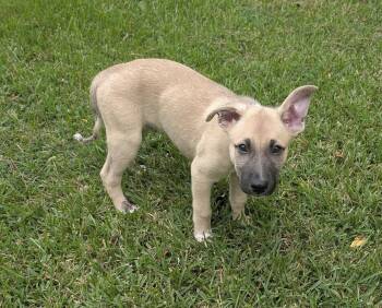Remi -  German Shepherd Dog Dog for Adoption in The Woodlands, Texas - Remi | PetCurious