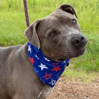 Nick Fury -  Pit Bull Terrier Dog for Adoption in New Orleans, Louisiana - Nick Fury | PetCurious