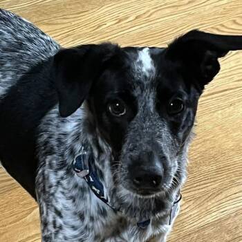 Honey -  Mixed Breed and Cattle Dog Dog Available for Adoption in Madison, Wisconsin - Honey | PetCurious