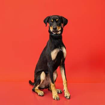 Ic17 Penelope -  Miniature Pinscher and Labrador Retriever Dog for Adoption in Lawrenceville, Georgia - Ic17 Penelope | PetCurious