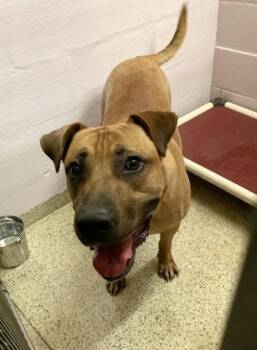 Rocky -  Pit Bull Terrier and Mixed Breed Dog for Adoption in Conway, Arkansas - Rocky | PetCurious