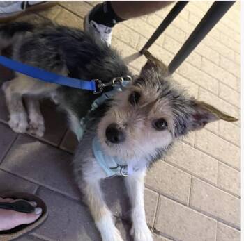 Ryder -  Terrier Dog for Adoption in Davis, California - Ryder | PetCurious