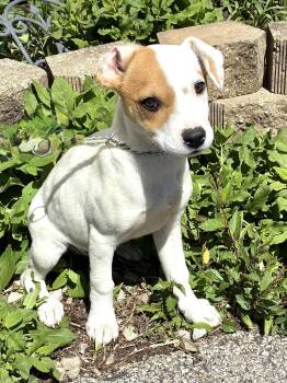 Mixed Breed Dogs Available for Adoption - Camille | PetCurious