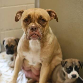 American Staffordshire Terrier Dogs Available for Adoption in San Antonio, Texas - CAROLINA | PetCurious