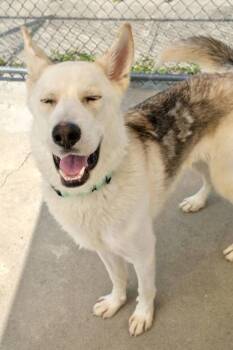 Rhino -  Mixed Breed Dog for Adoption in Morristown, New Jersey - Rhino | PetCurious