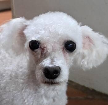 Poodle Dogs Available for Adoption in Tucson, Arizona - SHERLOCK | PetCurious