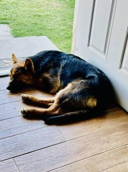 Rescue German Shepherd Dog Dogs for Adoption in Pumpkin Center, California - Buckingham | PetCurious