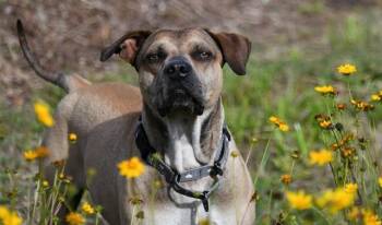 MARCO -  Catahoula Leopard Dog and Shar Pei Dog for Adoption in Ocala, Florida - MARCO | PetCurious