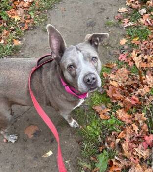 Rescue Pit Bull Terrier and Mixed Breed Dogs for Adoption in Twinsburg, Ohio - Dorothy | PetCurious