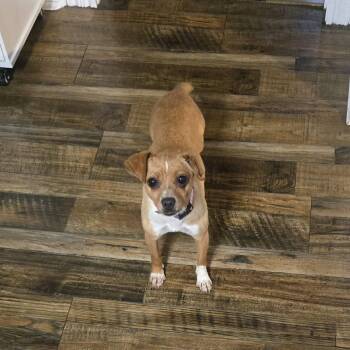Penny -  Chihuahua Dog for Adoption in Lafayette, Tennessee - Penny | PetCurious