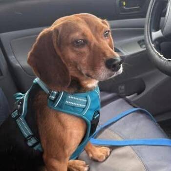 Okoye -  Beagle and Mixed Breed Dog for Adoption in Fredericksburg, Virginia - Okoye | PetCurious