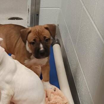 Terrier Dogs Available for Adoption - Yor | PetCurious