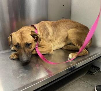 Jake -  Shepherd and Mixed Breed Dog for Adoption in Fresno, California - Jake | PetCurious