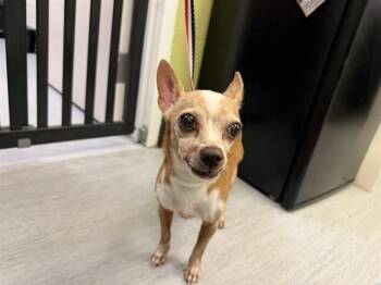 ONYX -  Chihuahua Dog for Adoption in Colorado Springs, Colorado - ONYX | PetCurious
