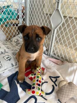 Mixed Breed Dogs Available for Adoption - Leo | PetCurious