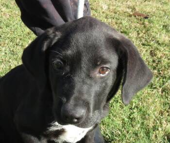 Rescue Labrador Retriever Dogs for Adoption in Hernando, Mississippi - Millie | PetCurious
