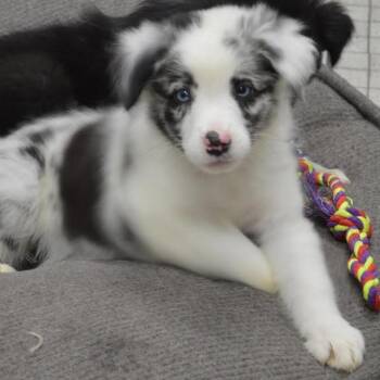 Wake -  Australian Shepherd Dog for Adoption in Camden, Delaware - Wake | PetCurious