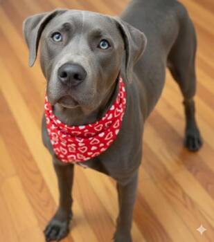Duke -  Labrador Retriever and Mixed Breed Dog for Adoption in Bowling Green, Kentucky - Duke | PetCurious