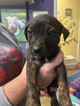 Mixed Breed Dogs Available for Adoption - Pepsi | PetCurious