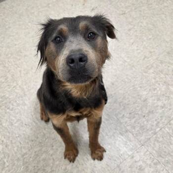 Mixed Breed Dogs Available for Adoption in Chatham, Virginia - Wyoming | PetCurious
