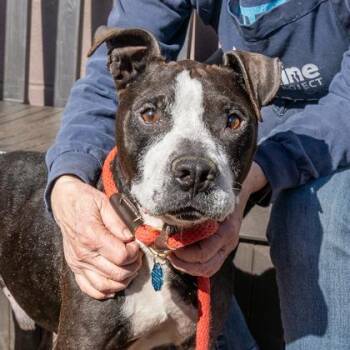 Mixed Breed Dogs Available for Adoption in Chamblee, Georgia - Tahoe - IN FOSTER | PetCurious