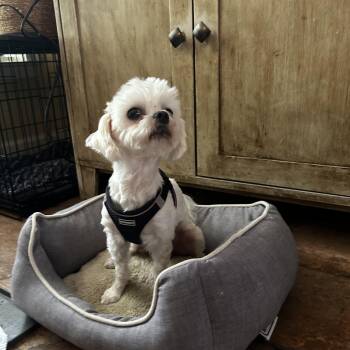 Romeo 2 -  Maltese Dog for Adoption in Maitland, Florida - Romeo 2 | PetCurious
