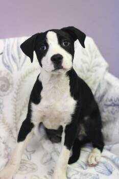 Hydra in NH. Come Meet our Adoptable Dogs Wednesday-Saturday. Mo -  Labrador Retriever Dog for Adoption in Manchester, New Hampshire - Hydra In NH. Come Meet Our Adoptable Dogs Wednesday-Saturday. Mo | PetCurious