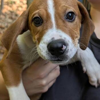 Arvee -  Hound Dog for Adoption - Arvee | PetCurious