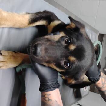 Rescue Mixed Breed Dogs for Adoption in Summerville, South Carolina - Toby | PetCurious