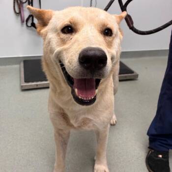 Rascal -  Husky and Mixed Breed Dog for Adoption in Abilene, Texas - Rascal | PetCurious