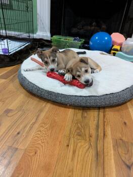 Cinnamon -  Shepherd Dog for Adoption in Wendell, North Carolina - Cinnamon | PetCurious
