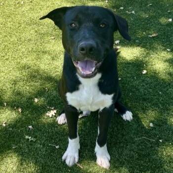 Mick -  Pit Bull Terrier Dog for Adoption in Red Bluff, California - Mick | PetCurious